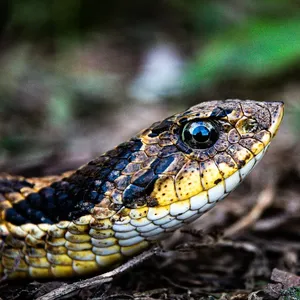 Adult hognose snakes