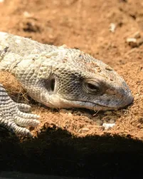 Black Roughneck Monitor