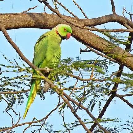 Quaker - Green opaline