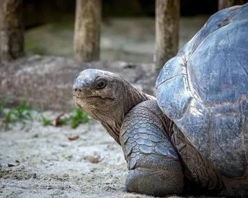 Komodo Tortoise Hay