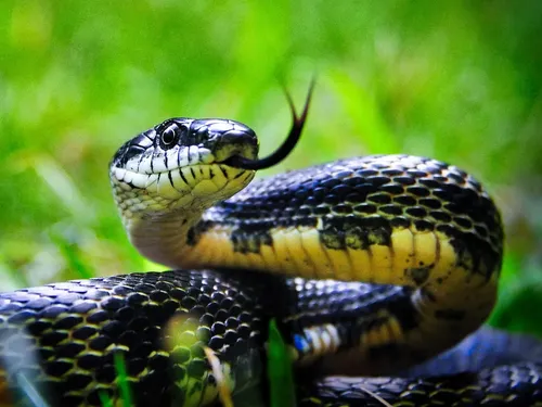 Black rat snakes