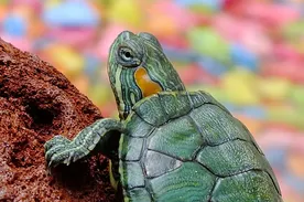 Three Stripe Mud Turtle Baby