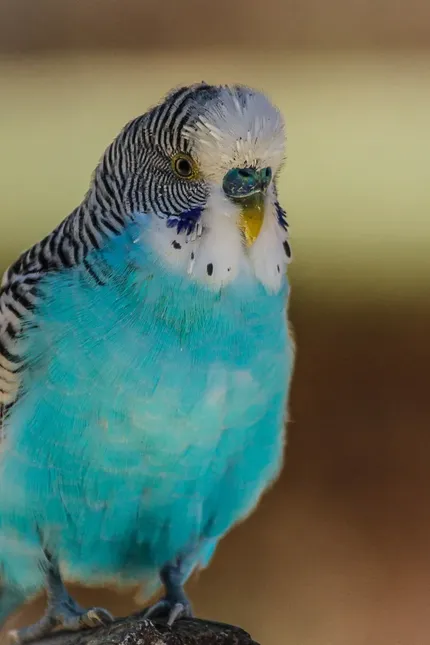 Quaker - Blue