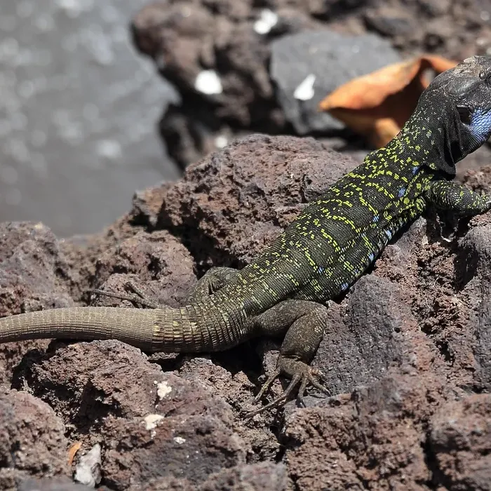 Super Snow Leopard Gecko Adult