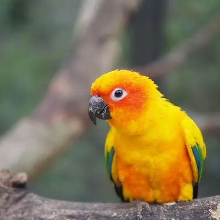 Sun conure
