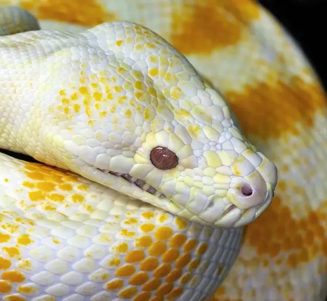 Yellow Ball Python
