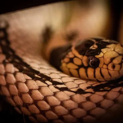 California Kingsnake