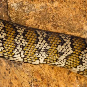 Female hognose snakes