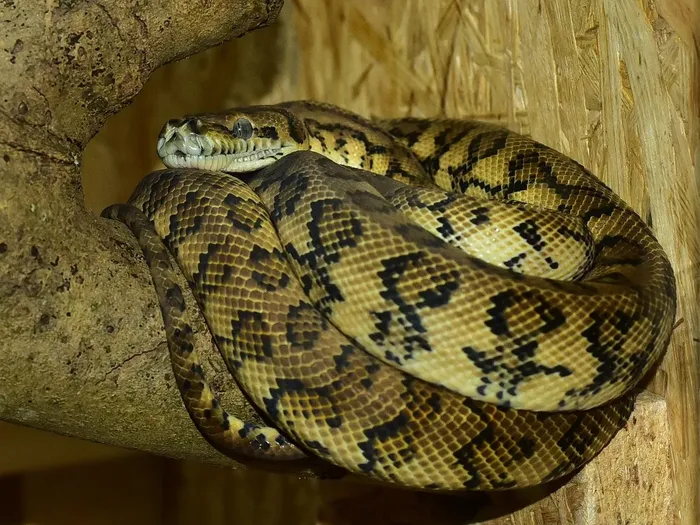 Reticulated Python