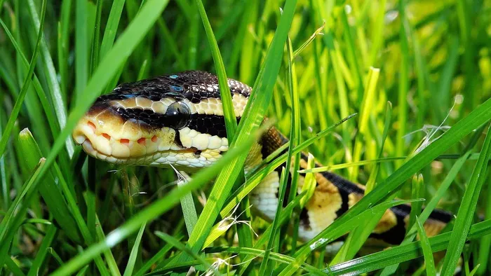 Male Banana Vanilla Het Clown Ball Python