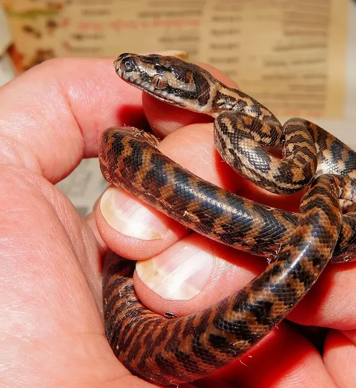 Piebald Ball Python Piebald Ball Python