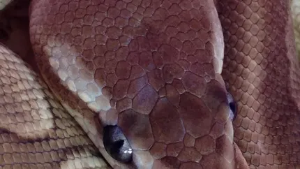 Female Pastel Yellow Belly Het Puzzle Ball Python