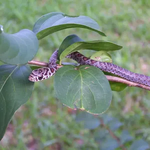 Garter Snakes