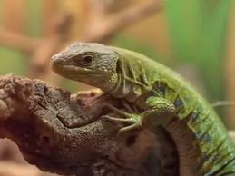 Dispar Golden Uromastyx