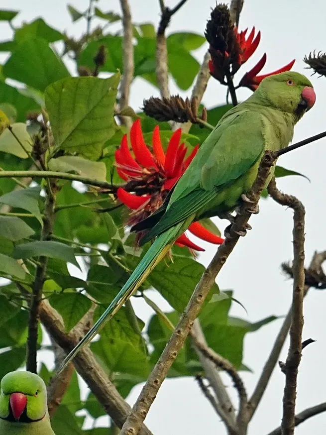 Indian Ringneck parakeet -Blue Harlequin
