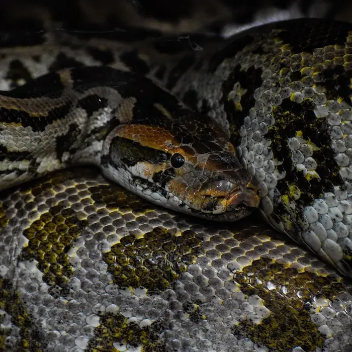 Male Black Head Lesser Ball Python