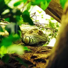 CB White Throat Monitor Baby