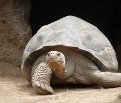 Red Foot Tortoise Baby