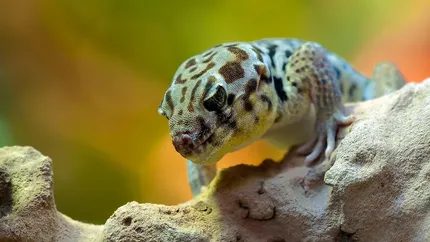 Red/Orange Stripe/Blotch Gargoyle Gecko