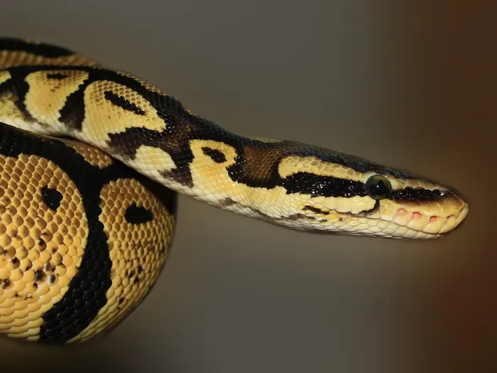 Royal Python Royal Python