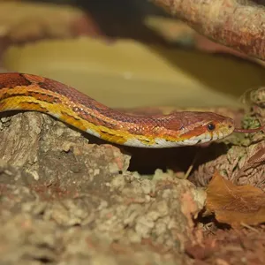 Blizzard Corn Snake