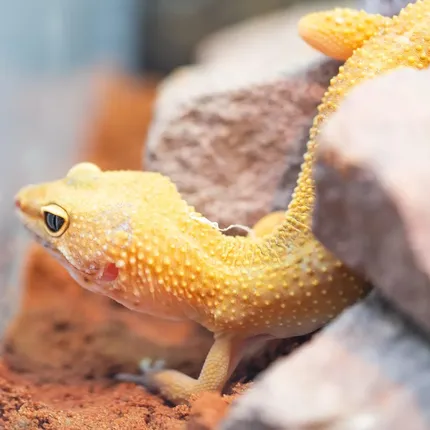 OG Tangerine Leopard Gecko Adult Female (#32323-02)