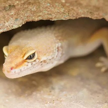 High White Mandarin Inferno Tremper Albino