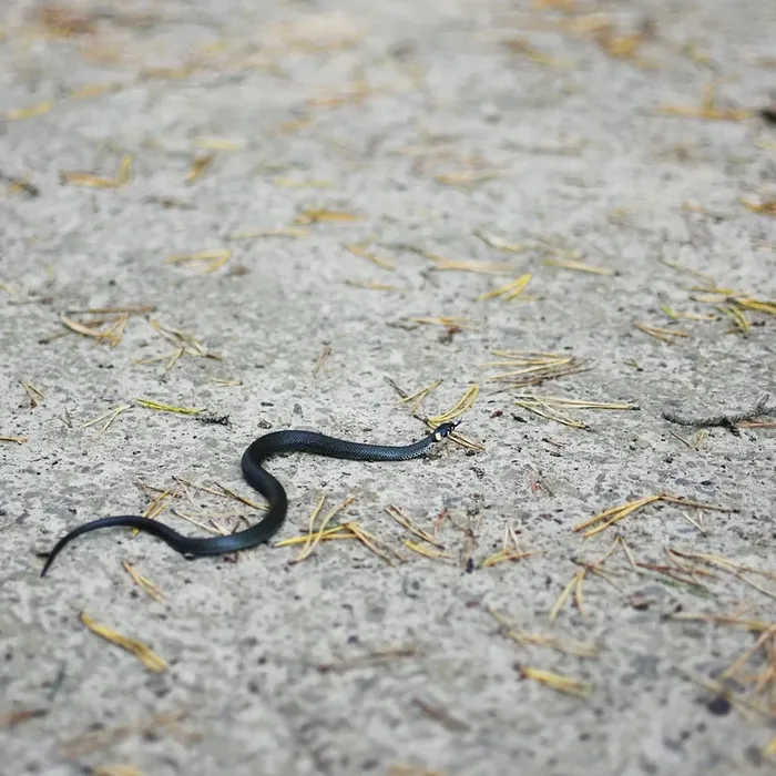 Kenyan Sand Boa