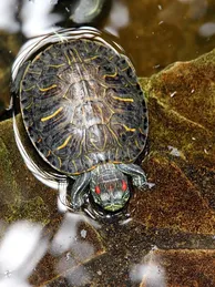 Clown Red Ear Slider Turtle Baby