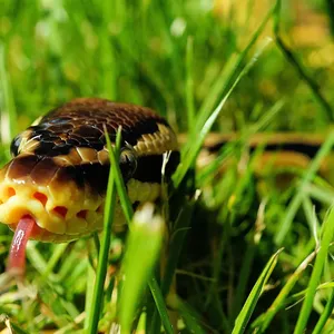 Boa Constrictor