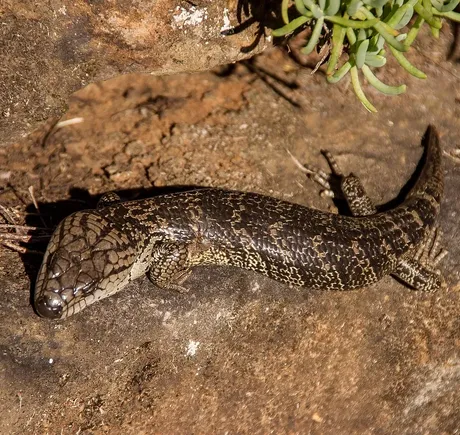 Pink Tongued Skink Pink Tongued Skink