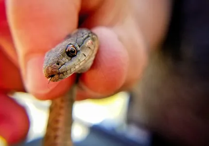 Garter Snakes