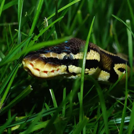Black Pewter Ball Python