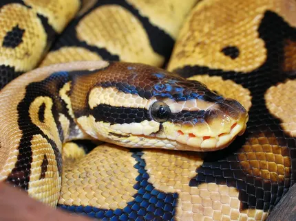 Blue eyed leucistic ball python