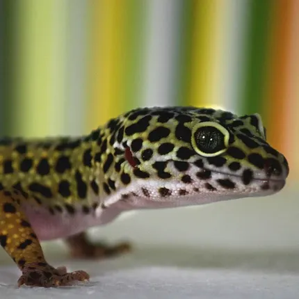 Super Hypo Mandarin Inferno 100% Het Tremper Albino Jungle