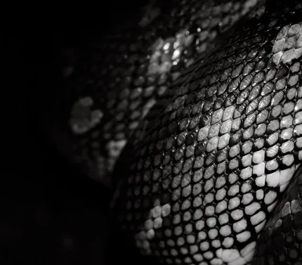 Cribo snake