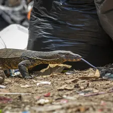 Orange Spot Blue Tail Monitor Adult Female