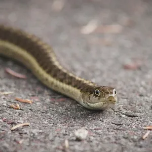 Cribo snake