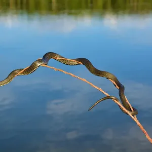 Western Hognose Snake