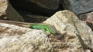 Blue Tree Monitor