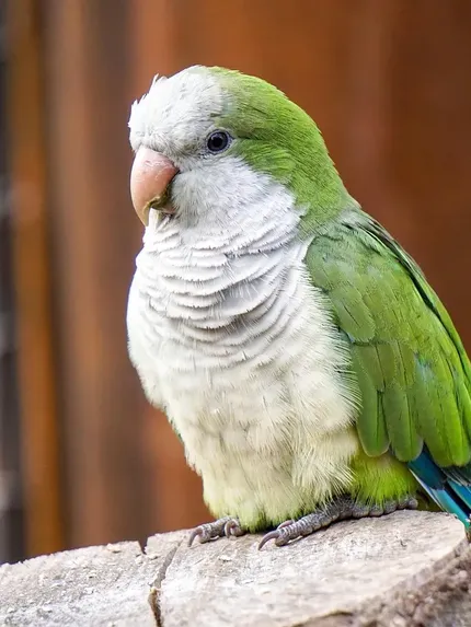 Indian Ringneck parakeet -Gray- FEMALE