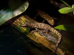 Hybino Red Ear Slider Baby