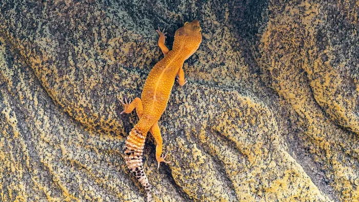 Strawberry Red Leopard Gecko food bowl calcium dish & water dish