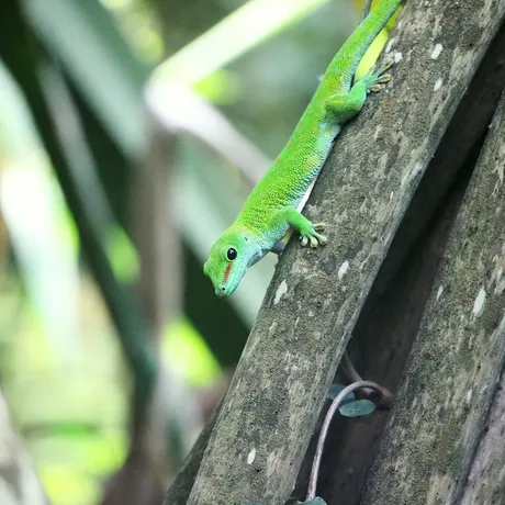 Madagascan Giant Day Gecko