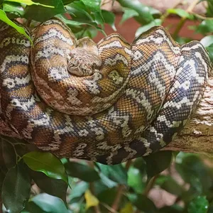 Boa Constrictor