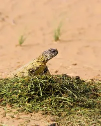 Mueller Skink