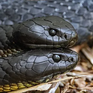 Honduran Milk Snake