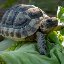 Brazilian Cherry Head Tortoise Baby