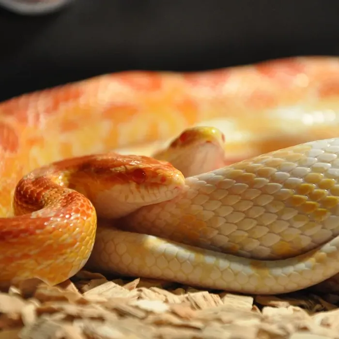 Lavender Corn Snakes Lavender Corn Snakes