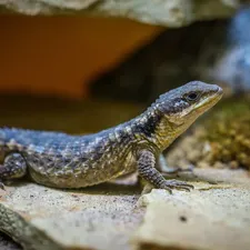 Ivory Northern Blue Tongue Skink